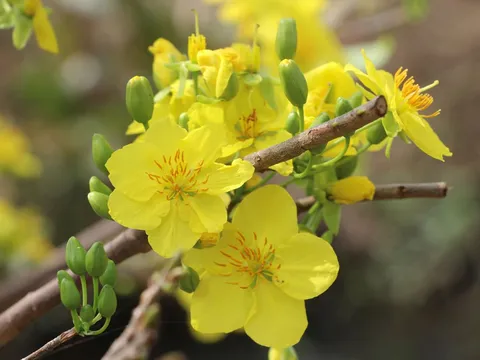 Làng mai - nhiều tiềm năng và cơ hội phát triển du lịch