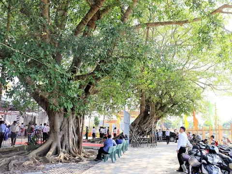 2 cây đa tại Đình Vạn Phước được công nhận Cây di sản Việt Nam