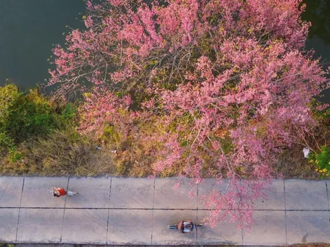 Về Long An ngắm hoa Anh đào miền Tây