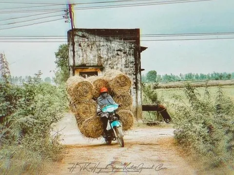 Ấn tượng mùa rơm cuộn ở vùng biên giới tỉnh Long An